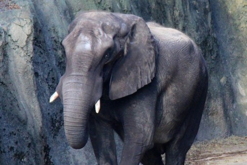 African Elephant at Disney's Animal Kingdom
