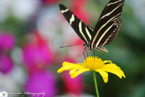 White and Black Butterfly on Yellow Flower