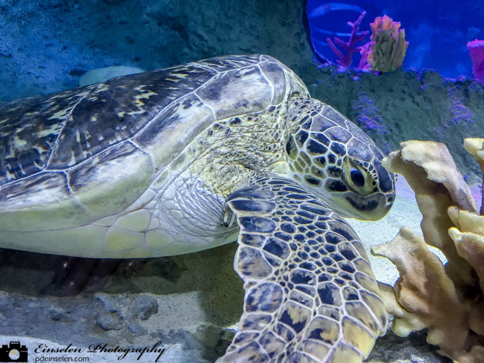 SEA Life Aquarium Orlando Sea Turtle